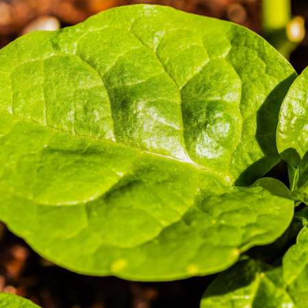 Vegetables