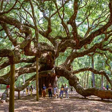 angel oak tree
