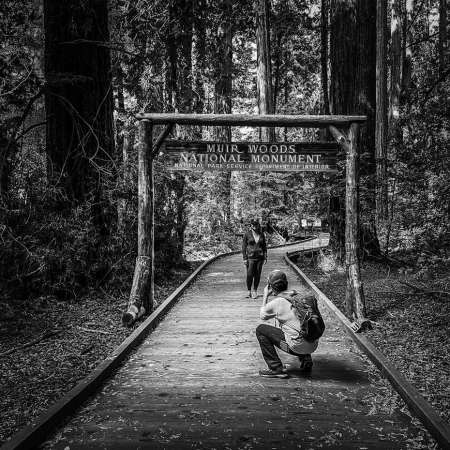 Muir woods