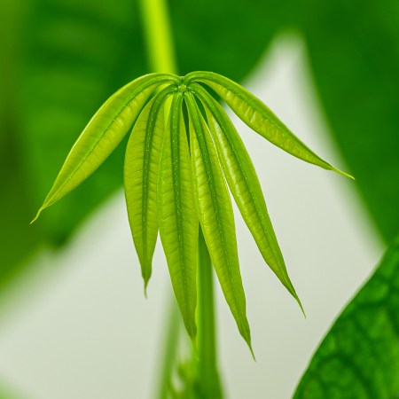 Money tree (Guiana Chestnut) 1200