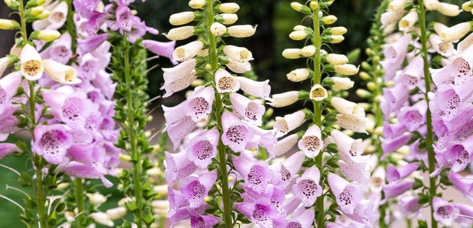 Digitalis-purpurea