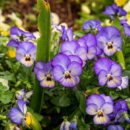 Fancy Pansy