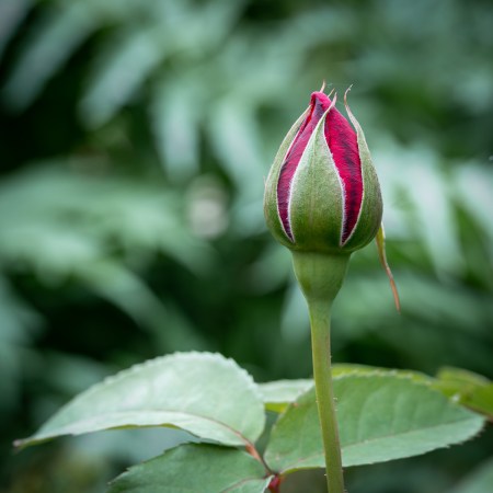 The Budding Rose Flower