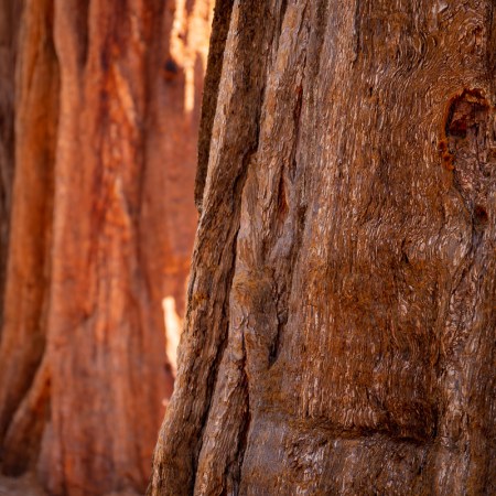 Three Sequoia Brothers