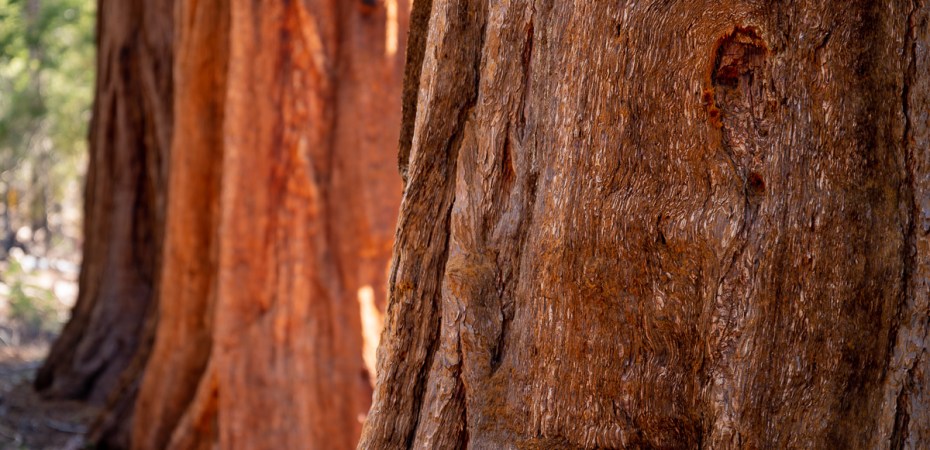 Three Sequoia Brothers