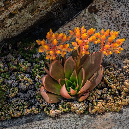 succulent plant by the trail