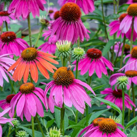 coneflower3