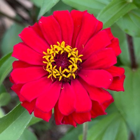 Zinnia