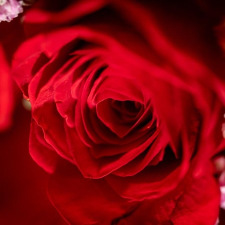 The heart of the rose